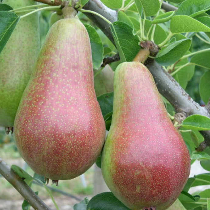 ARMUD