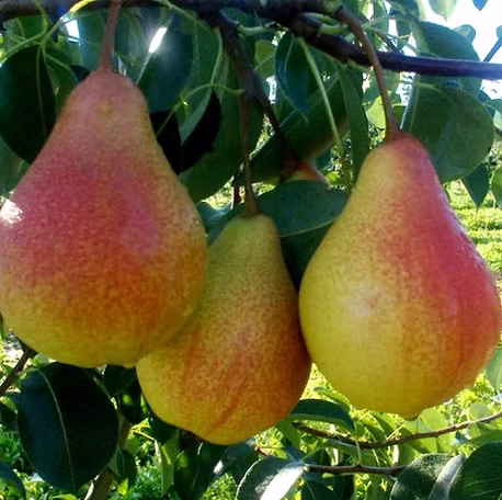 MEŞƏ GÖZƏLİ